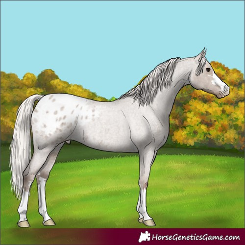 Horse Color:Silver Grullo Roan Appaloosa Rabicano 