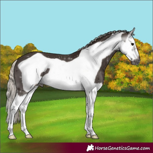 Horse Color:Gray Silver Black Splash Frame 