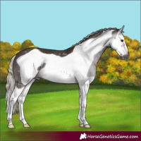Horse Color:Gray Silver Black Splash Frame 