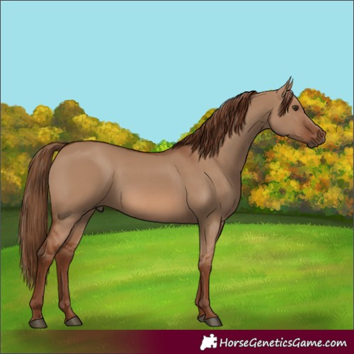 Horse Color:Red Dun Rabicano 