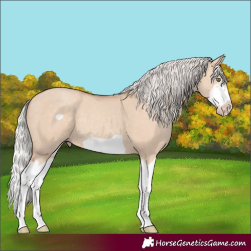 Horse Color:Silver Classic Champagne Dun Splash Frame 