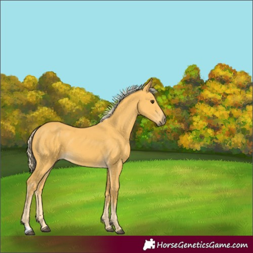 Horse Color:Palomino 