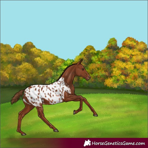 Horse Color:Chestnut Near Leopard