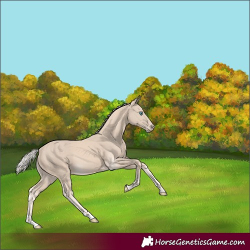 Horse Color:Cremello