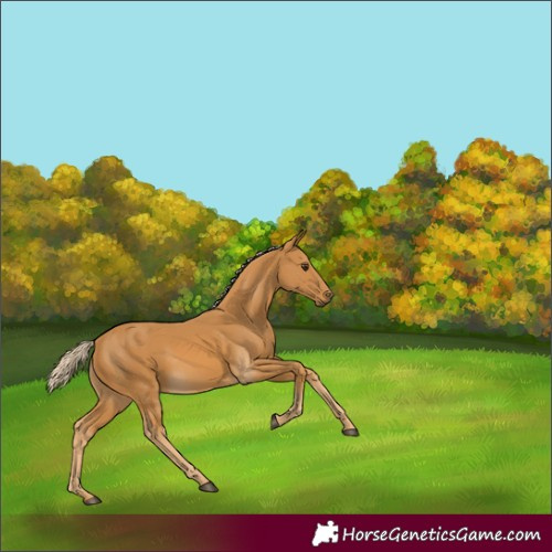 Horse Color:Palomino 
