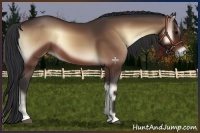 Horse Color:Bay Onyx 