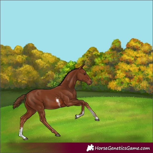 Horse Color:Chestnut Sabino