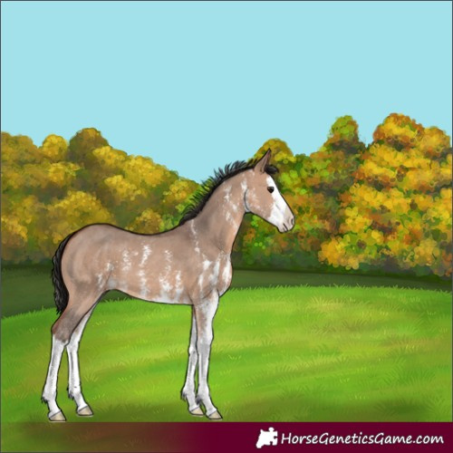 Horse Color:Bay Dun Sabino Splash