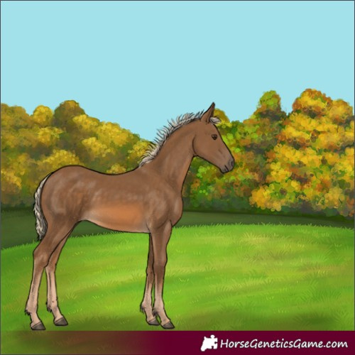 Horse Color:Chocolate Palomino 