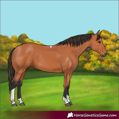 Horse Color:Unknown 