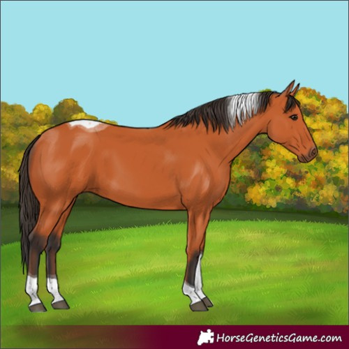 Horse Color:Unknown 