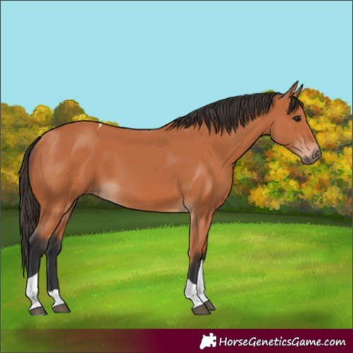 Horse Color:Unknown 