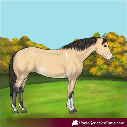 Horse Color:Buckskin Tobiano 