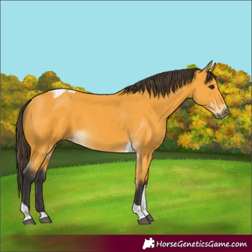 Horse Color:Unknown 
