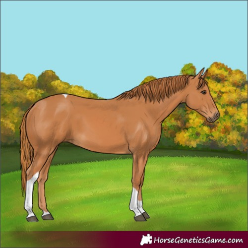 Horse Color:Unknown 