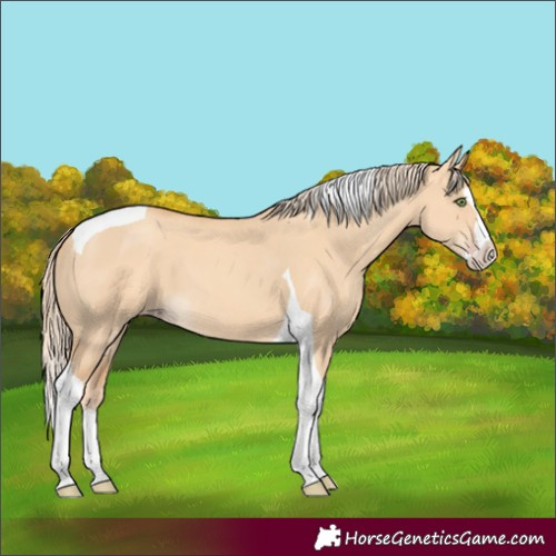 Horse Color:Unknown 