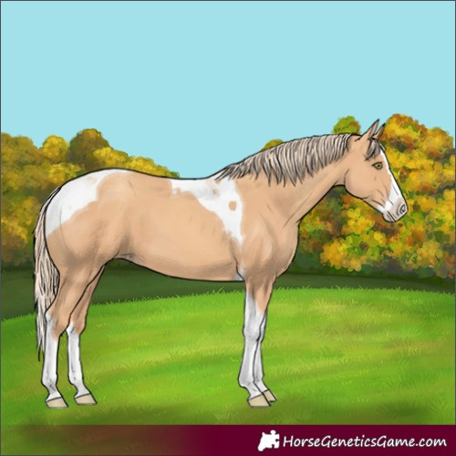 Horse Color:Unknown 