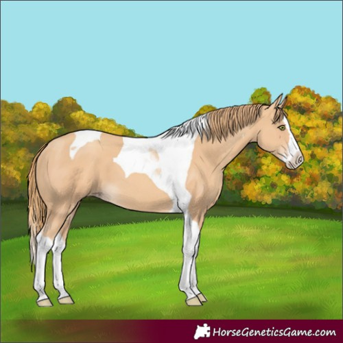 Horse Color:Unknown 