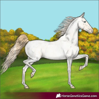 Horse Color:Buckskin Roan Pearl  and Buckskin Roan Pearl Blanket 
