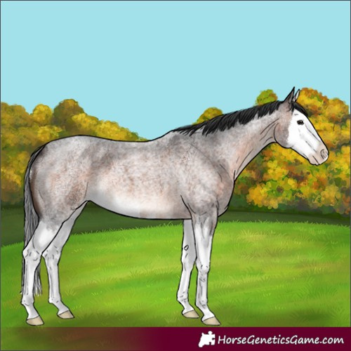 Horse Color:Brown Roan Splash 