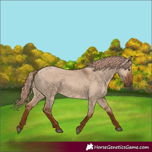 Horse Color:Red Dun 