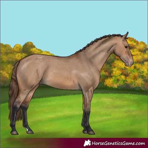 Horse Color:Bay Dun Appaloosa 
