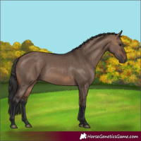 Horse Color:Brown Dun 