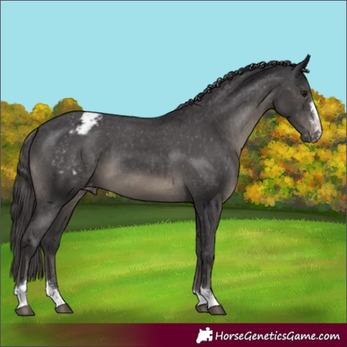 Horse Color:Smoky Black Appaloosa 