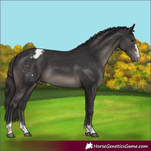 Horse Color:Smoky Black Appaloosa 