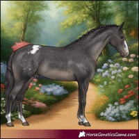 Horse Color:Smoky Black Appaloosa