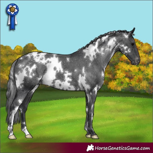 Horse Color:White Spotted Black Appaloosa 