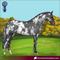 Horse Color:White Spotted Black Appaloosa