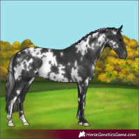 Horse Color:White Spotted Black Appaloosa 