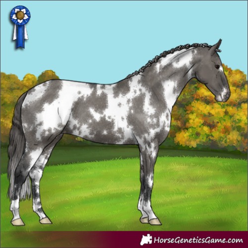 Horse Color:White Spotted Grullo Appaloosa