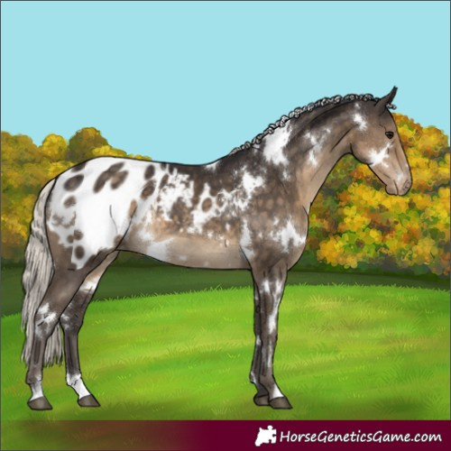 Horse Color:White Spotted Silver Smoky Black Appaloosa 