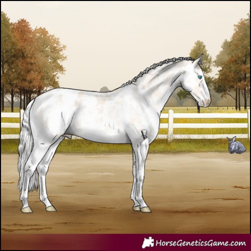 Horse Color:Silver Perlino Sabino Appaloosa