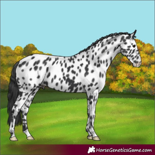 Horse Color:Black Appaloosa 