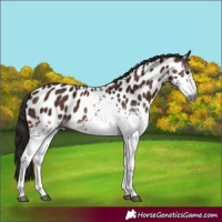 Horse Color:Gray White Spotted Bay Appaloosa 