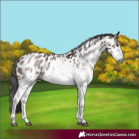 Horse Color:Gray White Spotted Bay Appaloosa