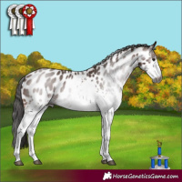 Horse Color:Gray White Spotted Bay Leopard 
