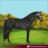 Horse Color:Gray Smoky Black