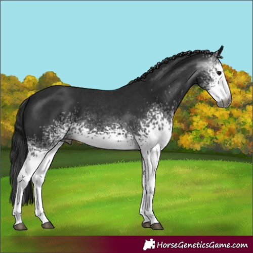 Horse Color:Gray White Spotted Smoky Black Sabino 