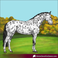 Horse Color:Gray Smoky Black Sabino Appaloosa 