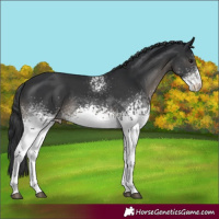 Horse Color:White Spotted Black