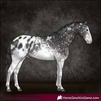 Horse Color:White Spotted Black Appaloosa