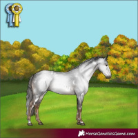Horse Color:Gray White Spotted Liver Chestnut 