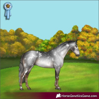 Horse Color:Gray White Spotted Liver Chestnut 