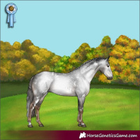 Horse Color:Gray White Spotted Liver Chestnut 