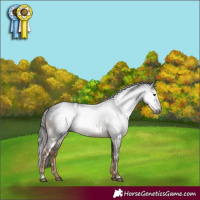 Horse Color:Gray White Spotted Liver Chestnut