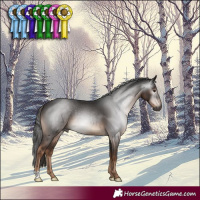 Horse Color:Gray Liver Chestnut
